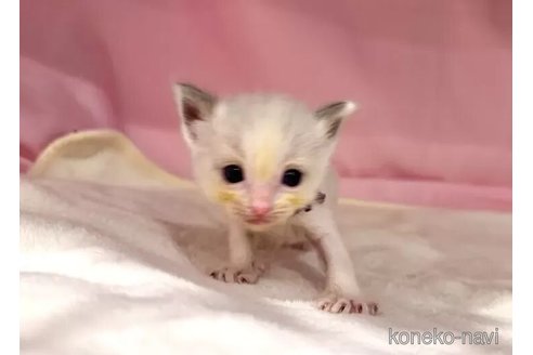 販売中の東京都のラグドール-116441の6枚目