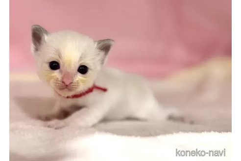 販売中の東京都のラグドール-116443の6枚目