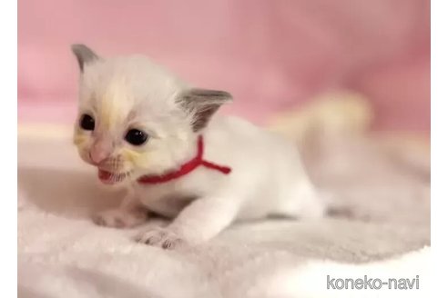 販売中の東京都のラグドール-116443の4枚目