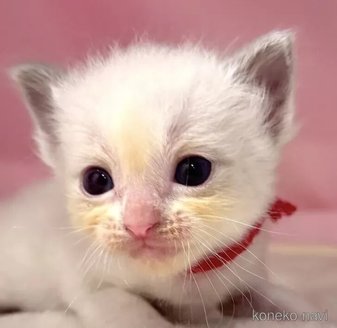 販売中の東京都のラグドール-116443の1枚目
