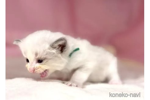 販売中の東京都のラグドール-116444の5枚目