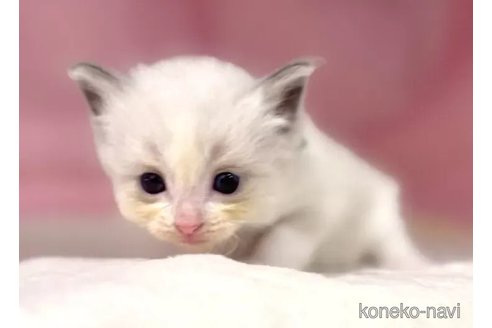 販売中の東京都のラグドール-116444の7枚目