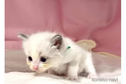 販売中の東京都のラグドール-116444の2枚目