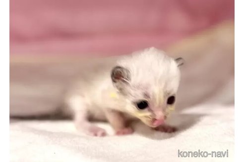 販売中の東京都のラグドール-116446の5枚目