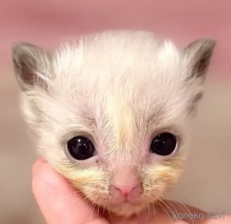 販売中の東京都のラグドール-116446の1枚目