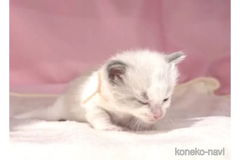 販売中の東京都のラグドール-116447の3枚目