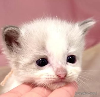 販売中の東京都のラグドール-116447の1枚目