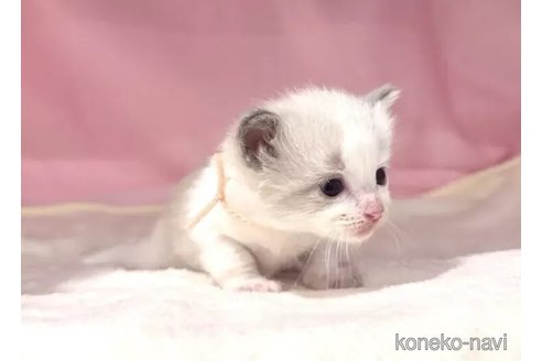 販売中の東京都のラグドール-116447の4枚目