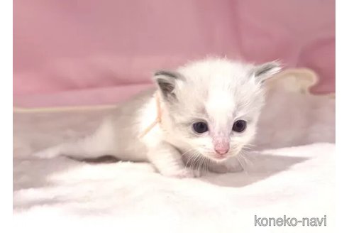 販売中の東京都のラグドール-116447の5枚目