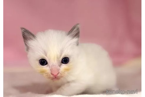 販売中の東京都のラグドール-116448の5枚目