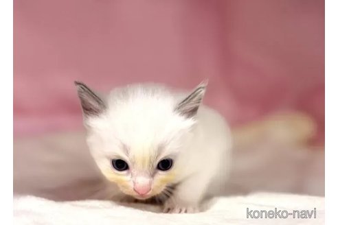 販売中の東京都のラグドール-116448の4枚目