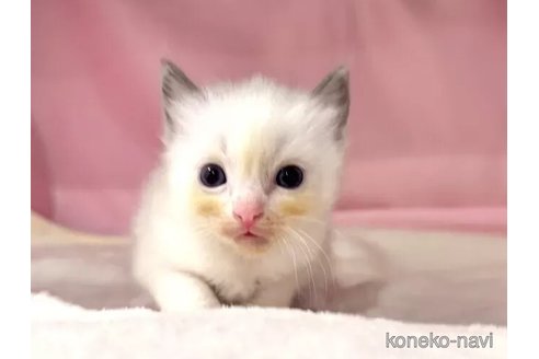 販売中の東京都のラグドール-116448の3枚目