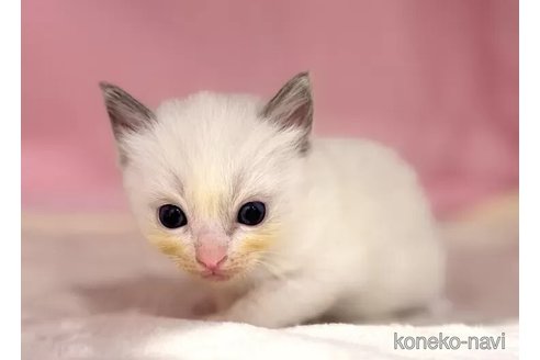 販売中の東京都のラグドール-116448の2枚目