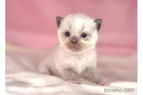 販売中の東京都のラグドール-116451の3枚目