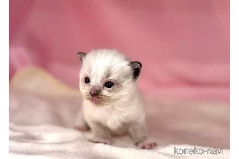販売中の東京都のラグドール-116451の6枚目