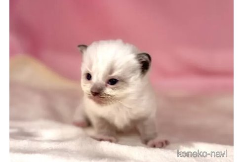 販売中の東京都のラグドール-116451の4枚目