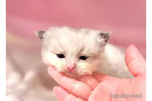販売中の東京都のラグドール-116454の4枚目