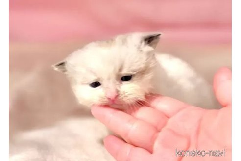 販売中の東京都のラグドール-116454の5枚目