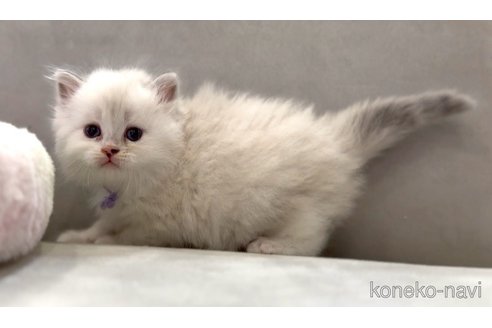 販売中の東京都のサイベリアン-116455の3枚目