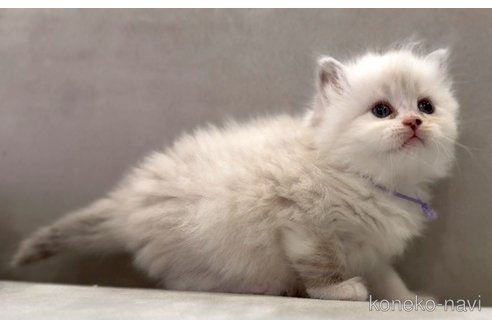 販売中の東京都のサイベリアン-116455の6枚目