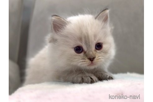 販売中の東京都のサイベリアン-116459の4枚目