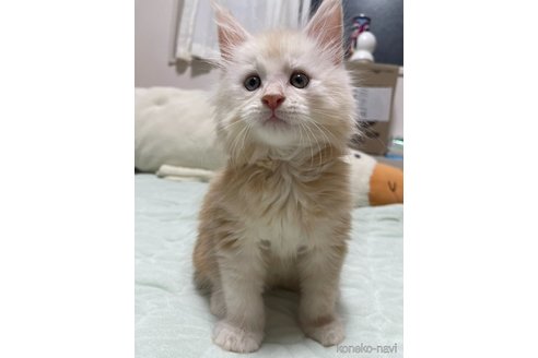 販売中の埼玉県のメインクーン-116456の2枚目