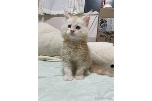 販売中の埼玉県のメインクーン-116456の4枚目
