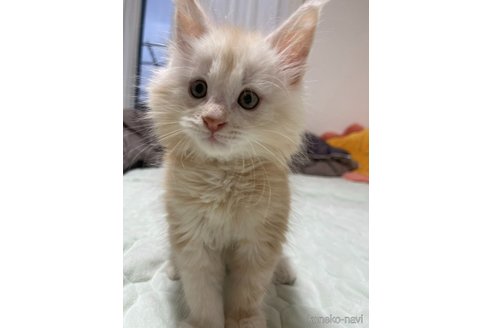 販売中の埼玉県のメインクーン-116456の3枚目