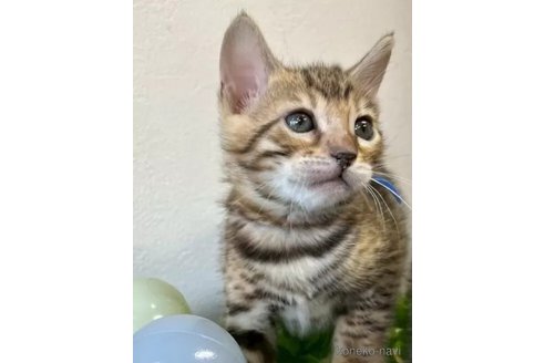 販売中の京都府のベンガル-116464の3枚目