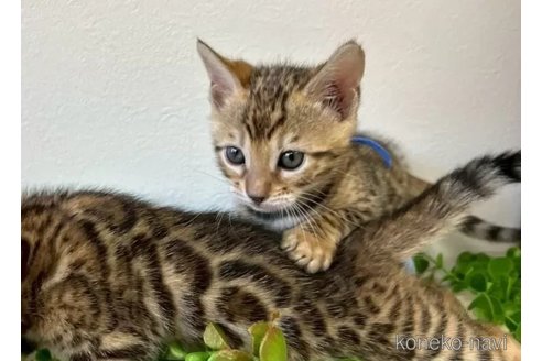 販売中の京都府のベンガル-116464の6枚目