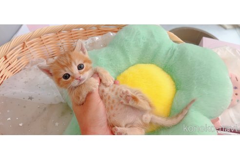 販売中の群馬県のマンチカン(短足)-116179の2枚目