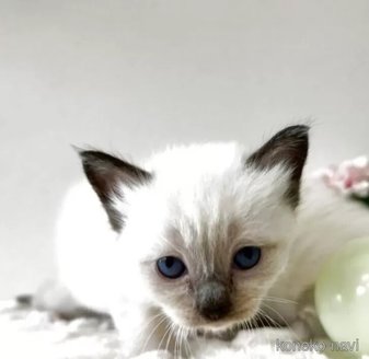 販売中の京都府のラグドール-116467の3枚目