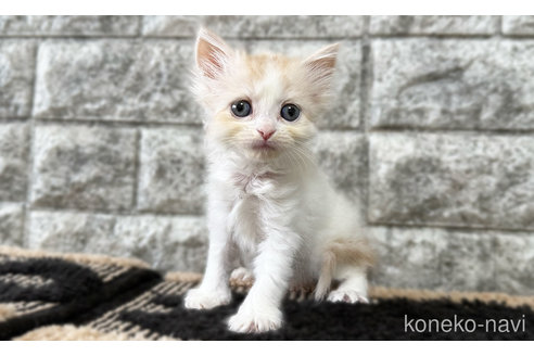 販売中の愛知県のスコティッシュフォールド-115824の2枚目