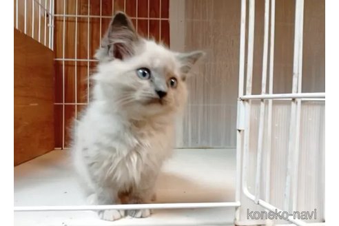 販売中の東京都のラグドール-116479の6枚目