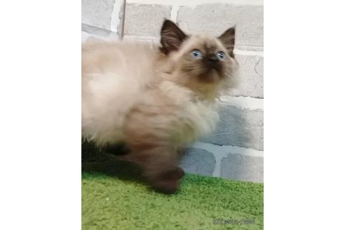販売中の東京都のラグドール-116481の3枚目
