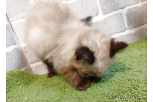 販売中の東京都のラグドール-116481の2枚目