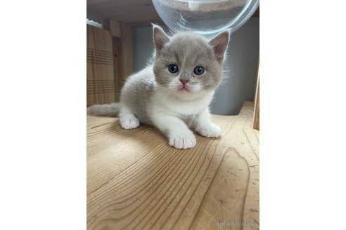 販売中の埼玉県のブリティッシュショートヘア-116480の5枚目