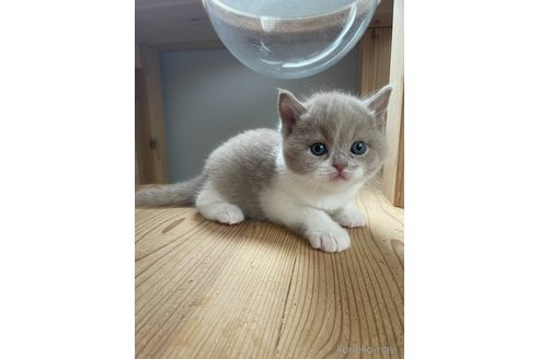 販売中の埼玉県のブリティッシュショートヘア-116480の4枚目