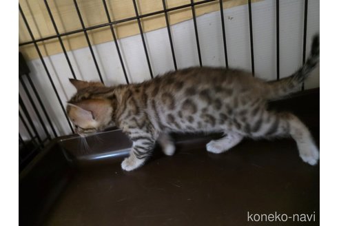 販売中の神奈川県のベンガル-116065の6枚目