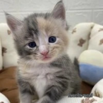販売中の埼玉県のメインクーン-116498の1枚目