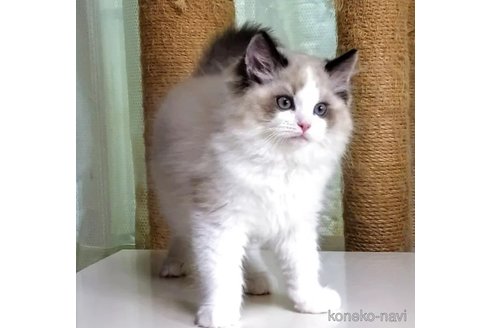 販売中の静岡県のラグドール-116505の2枚目