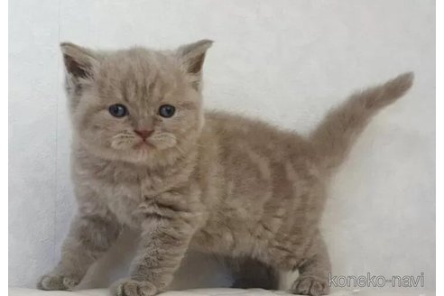 販売中の静岡県のブリティッシュショートヘア-116520の3枚目