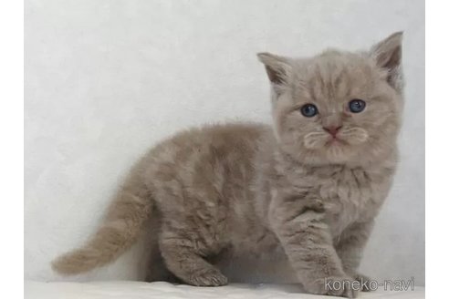 販売中の静岡県のブリティッシュショートヘア-116520の2枚目