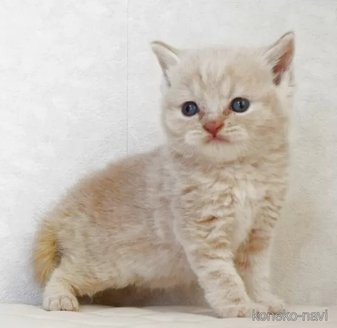 販売中の静岡県のブリティッシュショートヘア-116521の3枚目