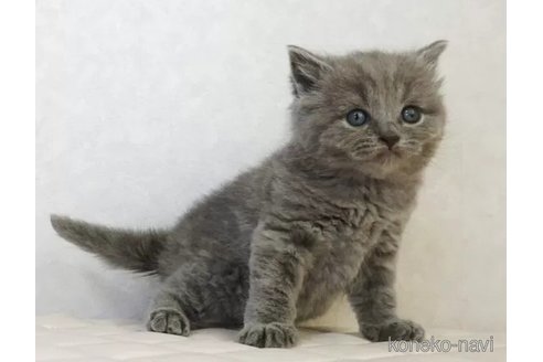 販売中の静岡県のブリティッシュショートヘア-116522の3枚目