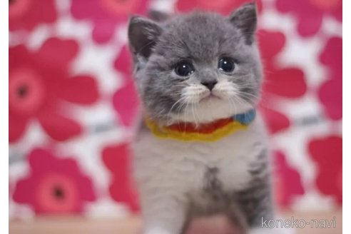 販売中の東京都のブリティッシュショートヘア-116527の2枚目
