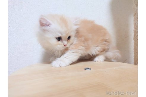 販売中の愛知県のスコティッシュフォールド-116532の2枚目