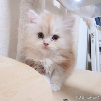 販売中の愛知県のスコティッシュフォールド-116532の1枚目