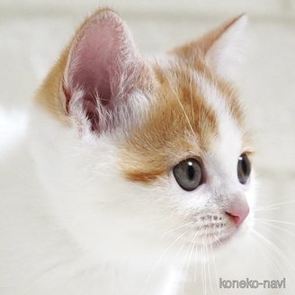 販売中の愛知県のスコティッシュフォールド-116536の6枚目