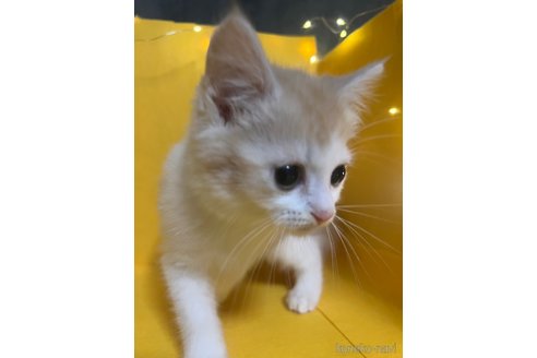 販売中の東京都のマンチカン-116537の3枚目